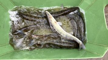 Candát tržní.jpeg